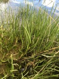 arrowgrass